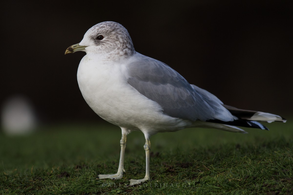 Common Gull - Alexander Hagge