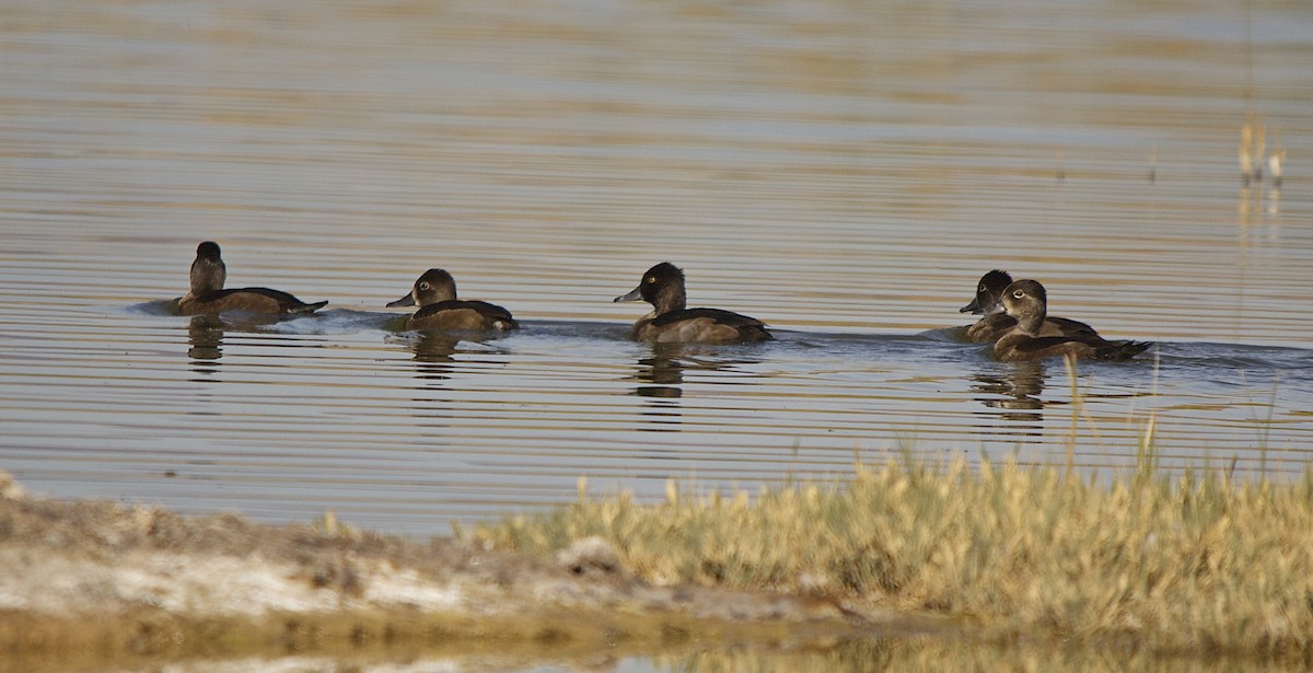 Ring-necked Duck - Torin Waters 🦉