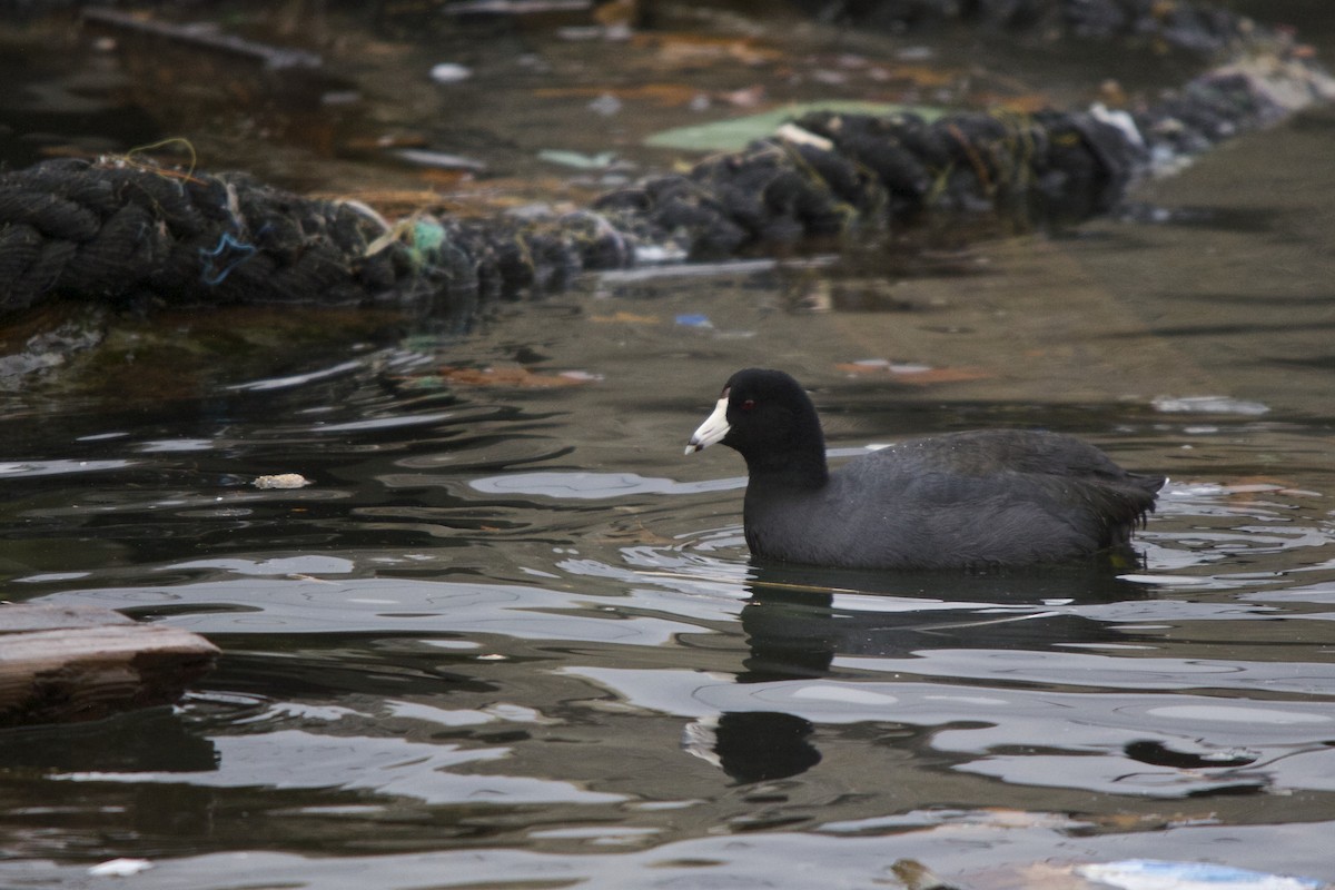 American Coot (Red-shielded) - Torin Waters 🦉