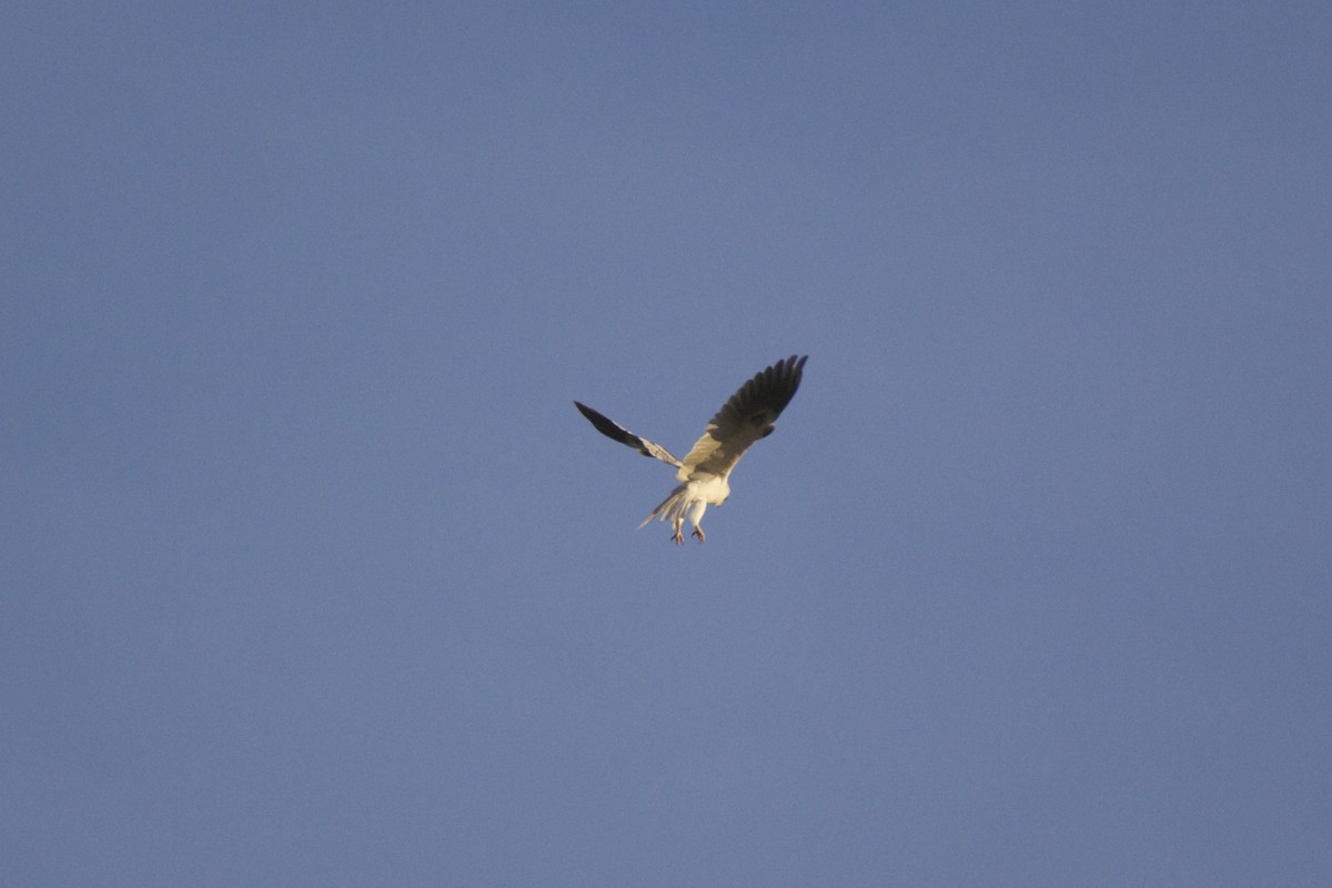 White-tailed Kite - ML130794551