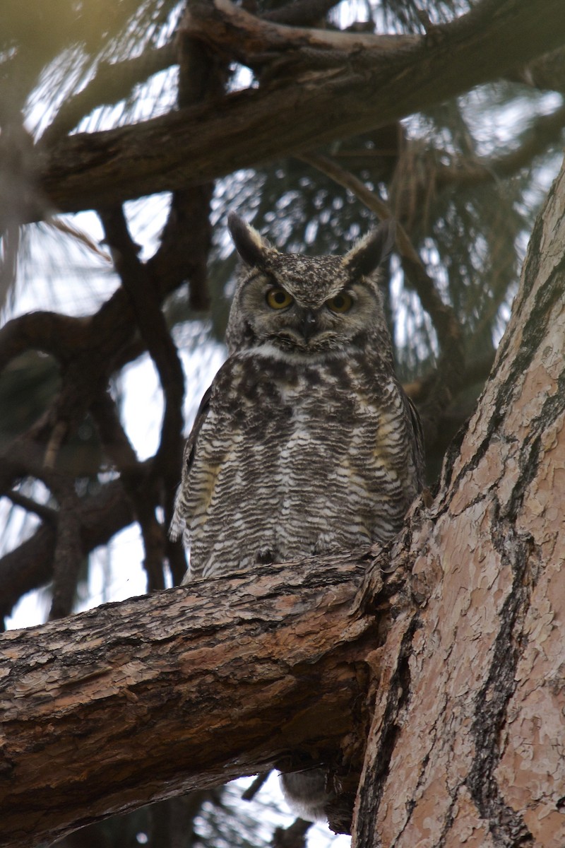 Great Horned Owl - ML130797731