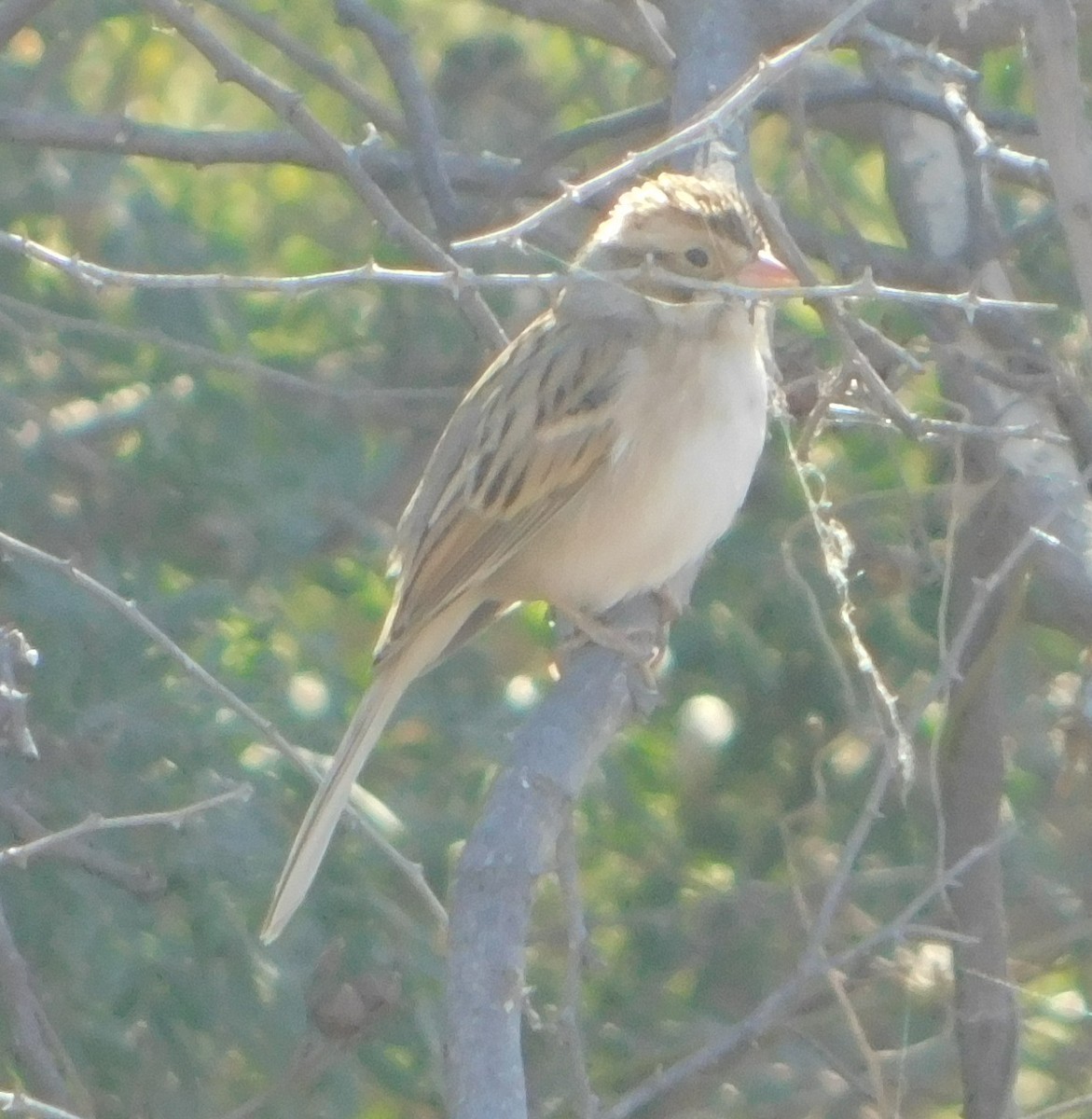 Clay-colored Sparrow - ML130799011