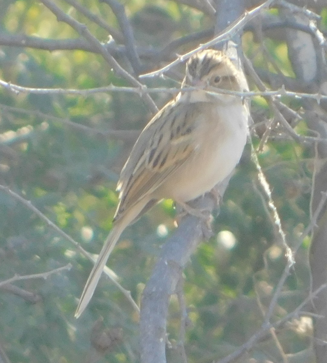 Clay-colored Sparrow - ML130799041