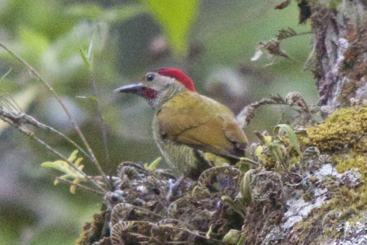 Golden-olive Woodpecker - Torin Waters 🦉