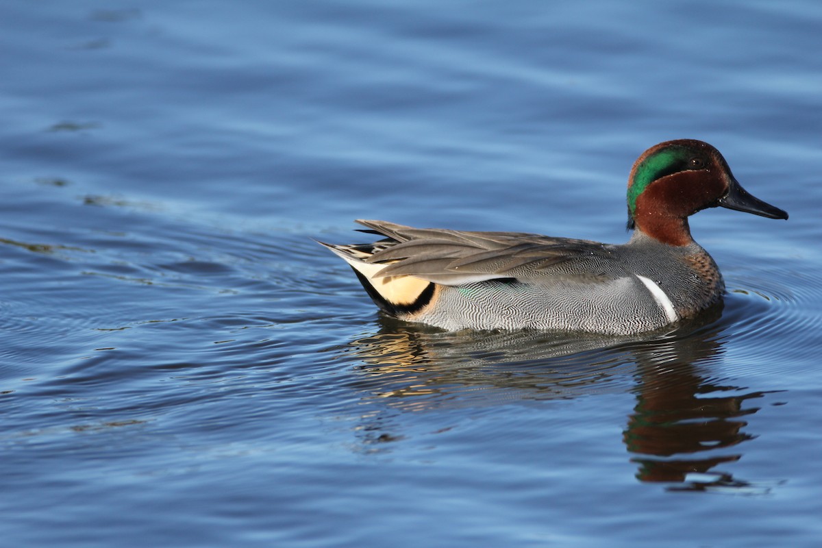 Green-winged Teal - ML130803211