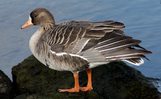 Greater White-fronted Goose, ML130803291