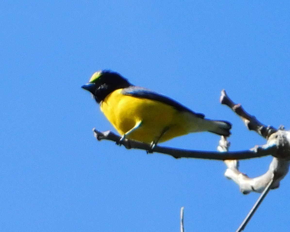 West Mexican Euphonia - ML130803341