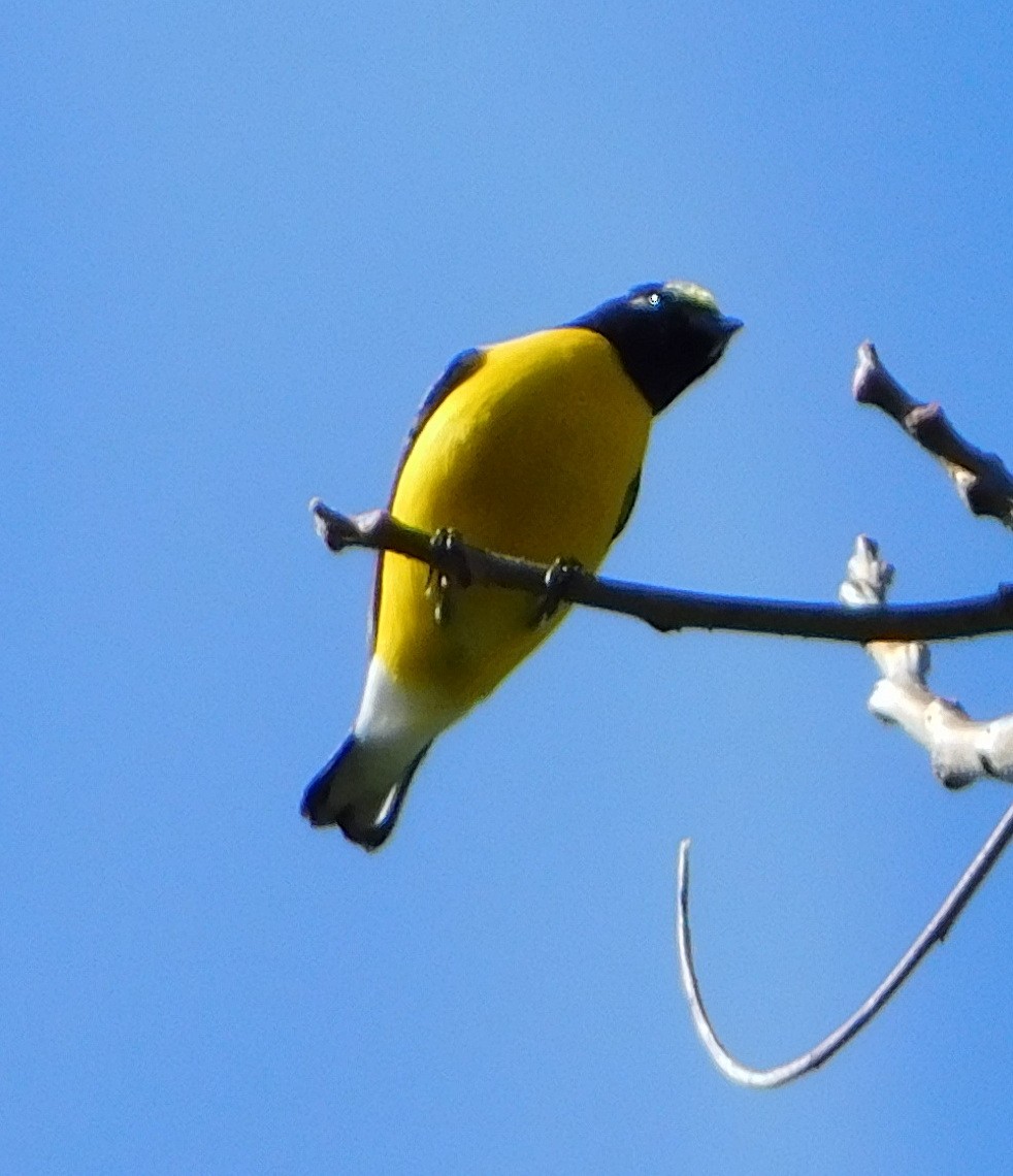 West Mexican Euphonia - ML130803351