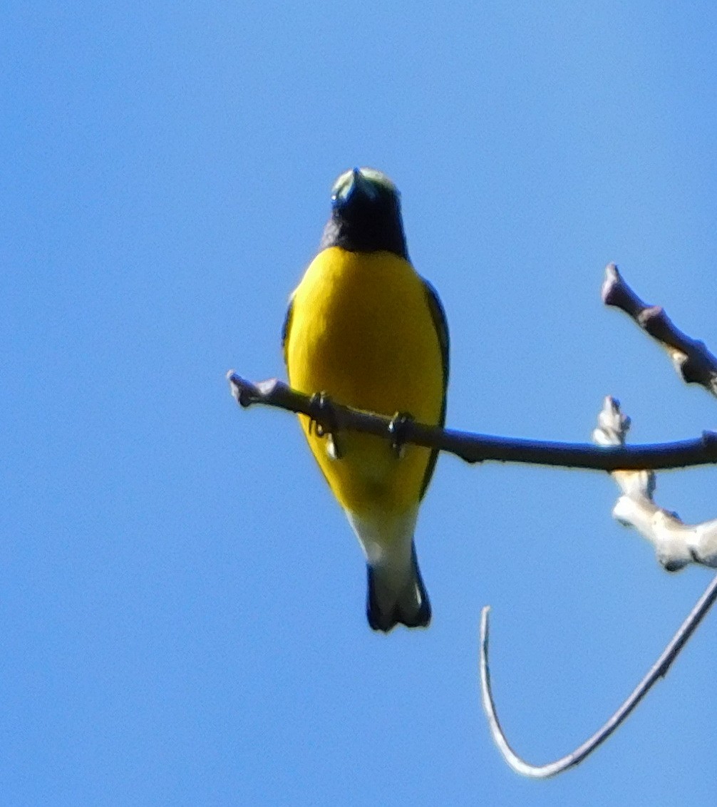 West Mexican Euphonia - ML130803381