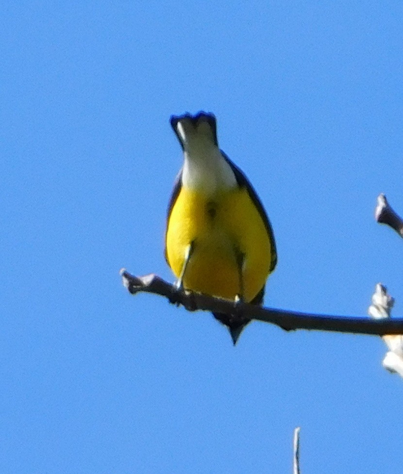 West Mexican Euphonia - ML130803421
