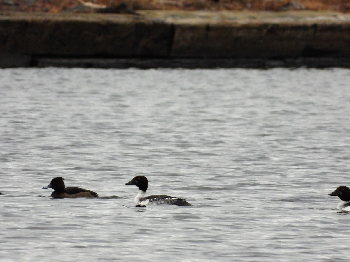 Tufted Duck - ML130804621
