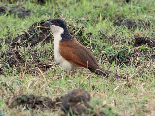 Coppery-tailed Coucal - Jack Stephens