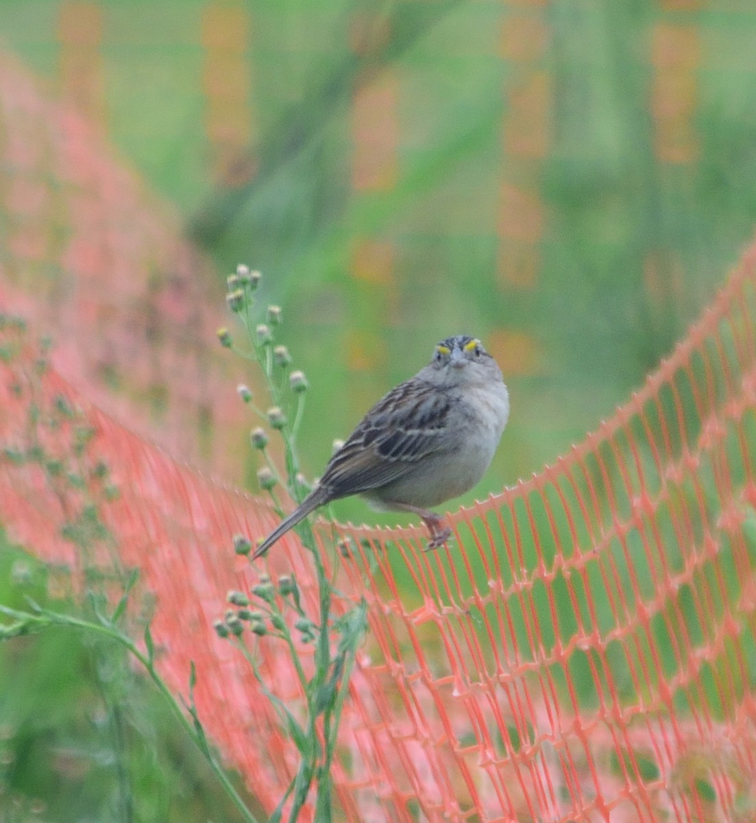 Grassland Sparrow - ML130805891