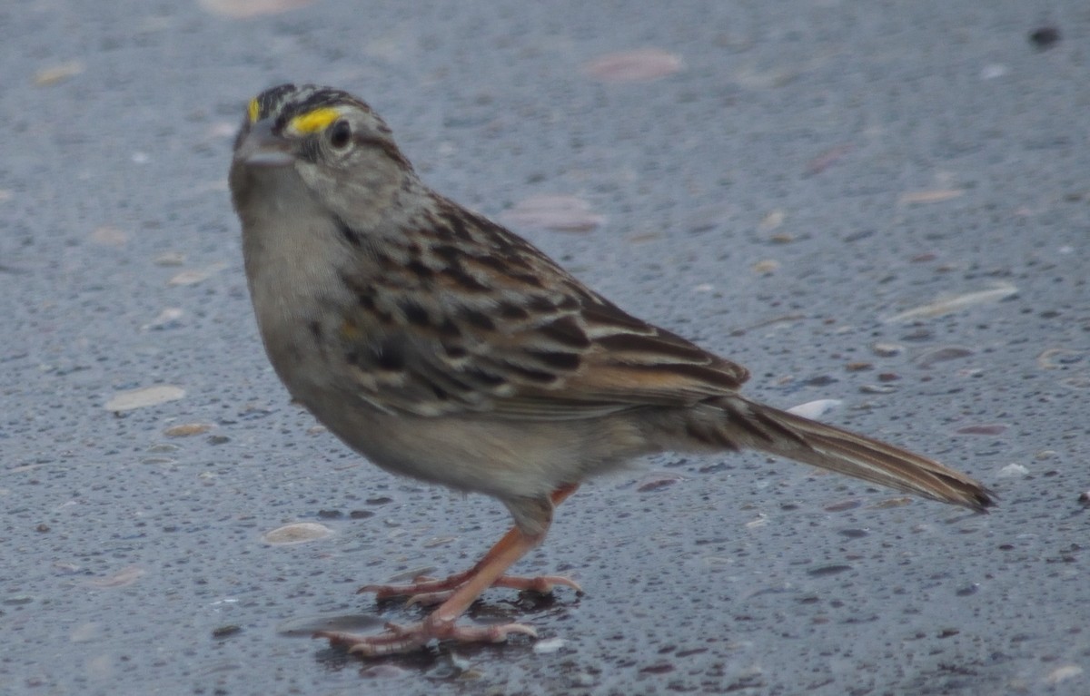 Grassland Sparrow - ML130805901