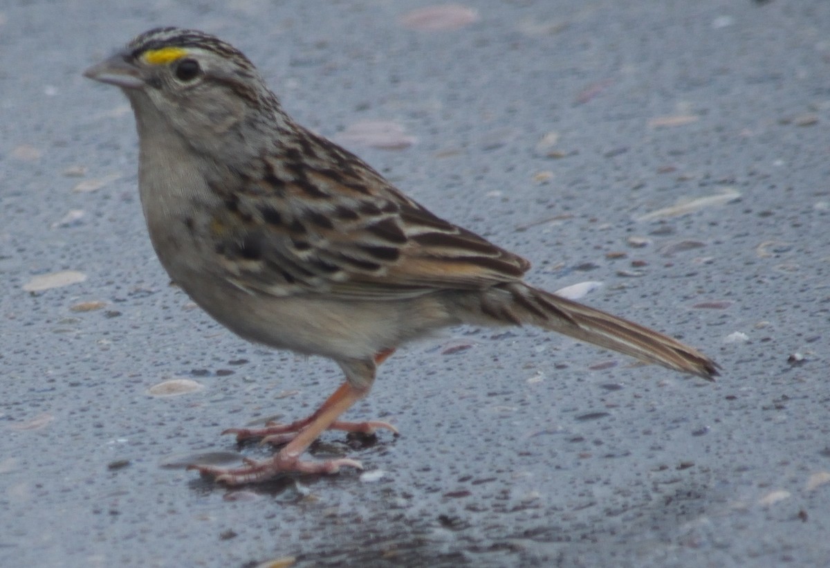 Grassland Sparrow - ML130805911