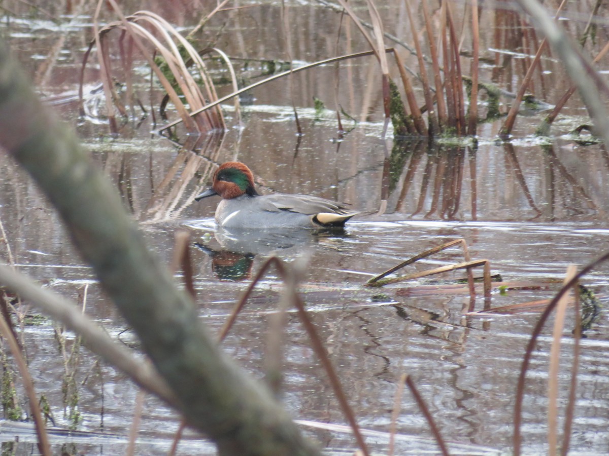 Green-winged Teal - ML130806181
