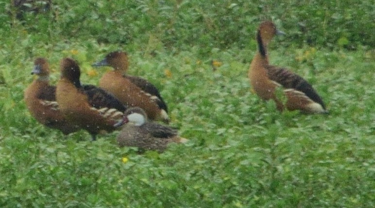 Fulvous Whistling-Duck - ML130806301