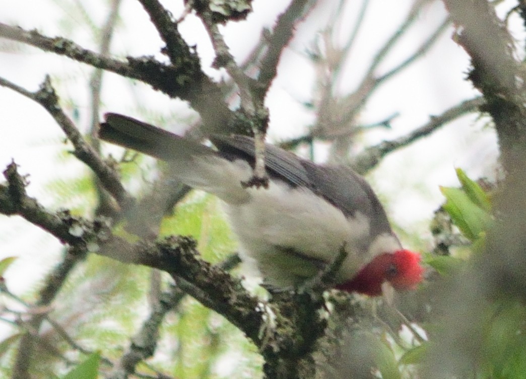 Red-crested Cardinal - ML130806871