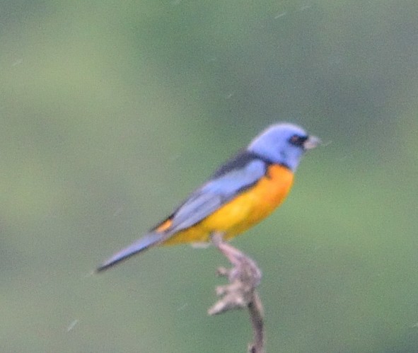 Blue-and-yellow Tanager - ML130807141