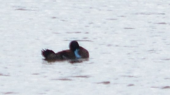 Andean Duck - ML130807461