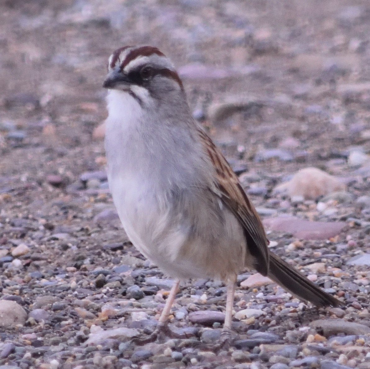 Yungas Sparrow - ML130808381