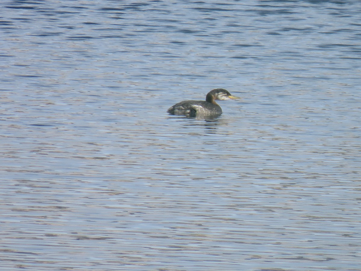 Red-necked Grebe - ML130808591