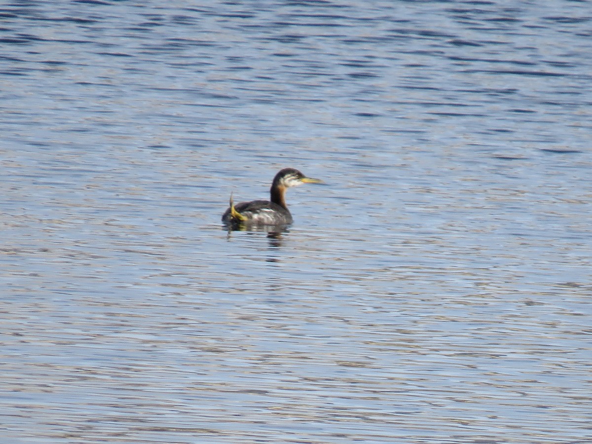 Red-necked Grebe - ML130808601