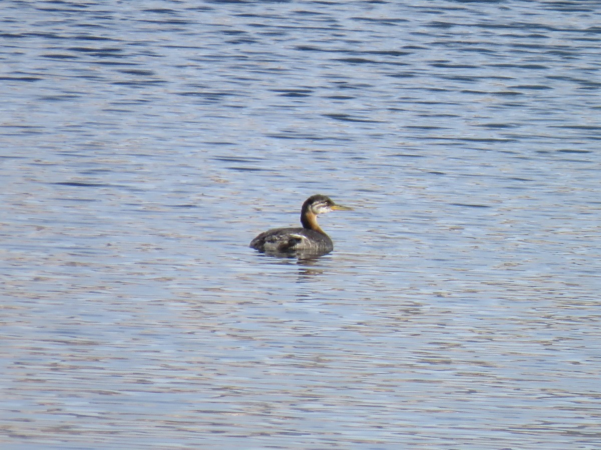 Red-necked Grebe - ML130808611