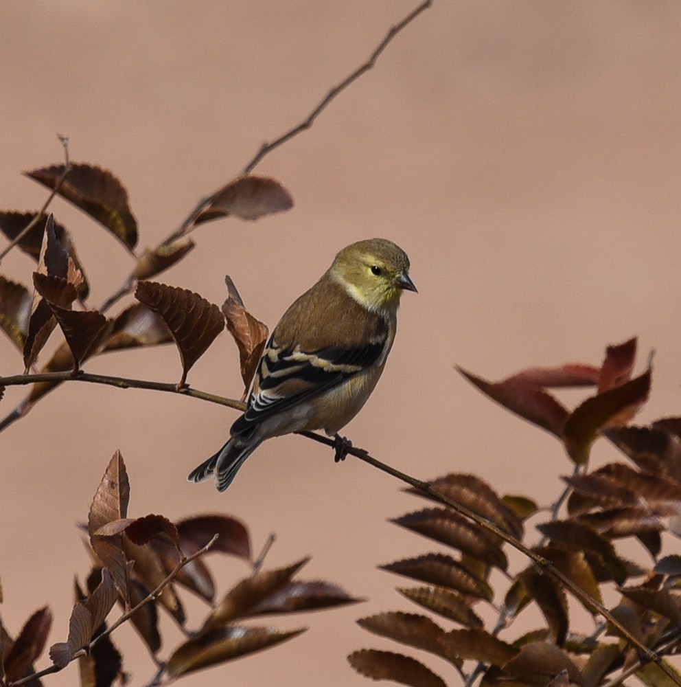 American Goldfinch - Maurice DeMille
