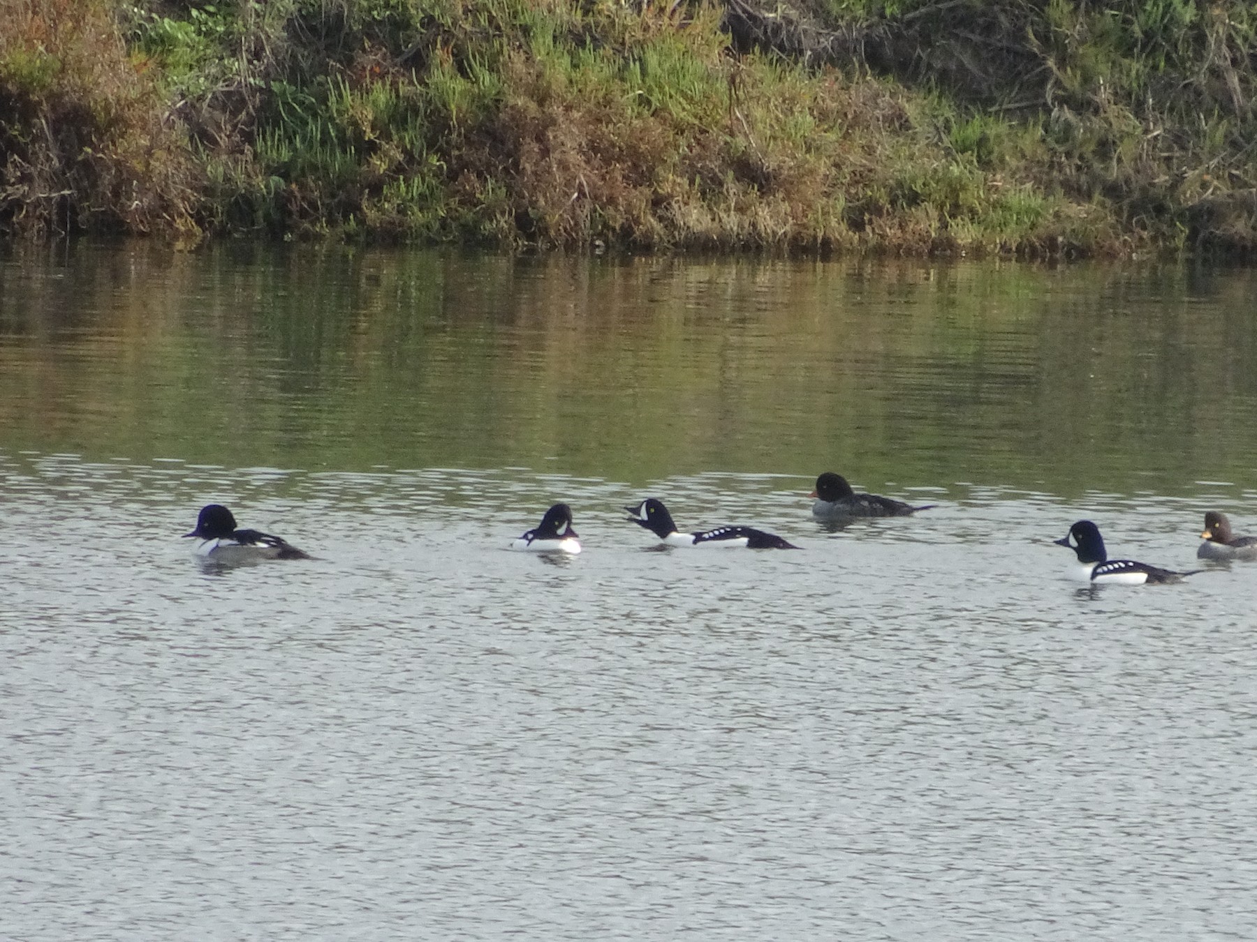 goldeneye sp. x Hooded Merganser (hybrid) - eBird