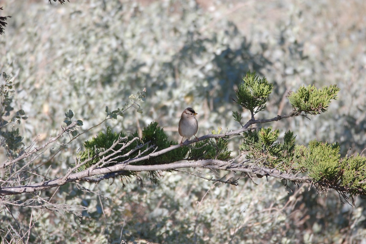 White-crowned Sparrow - ML130811481
