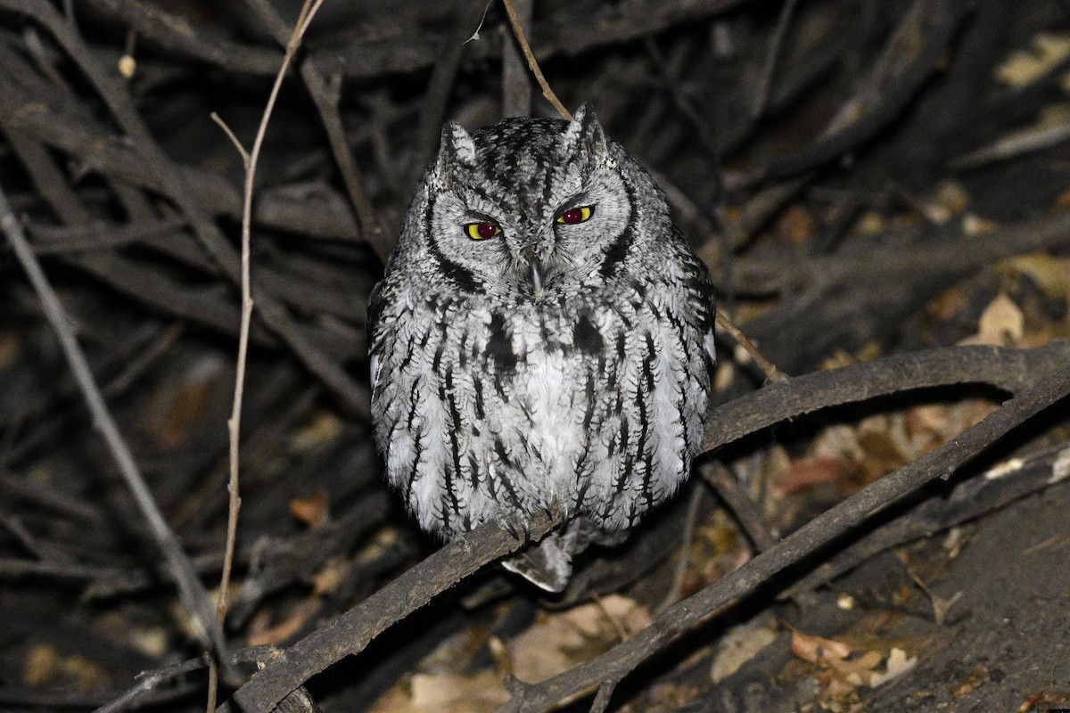 Western Screech-Owl - David De Rivera Tønnessen