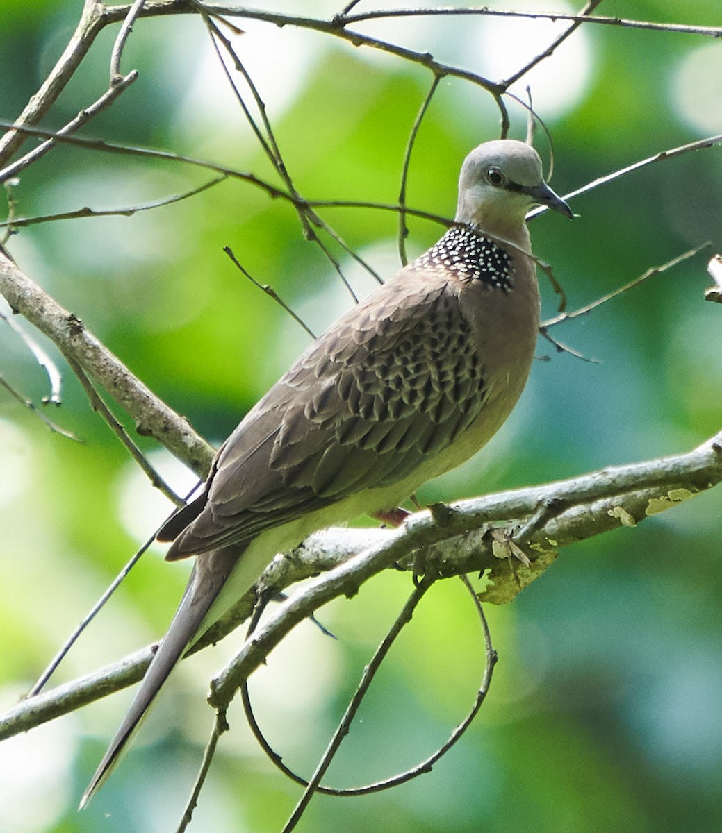 Spotted Dove - Steven Cheong