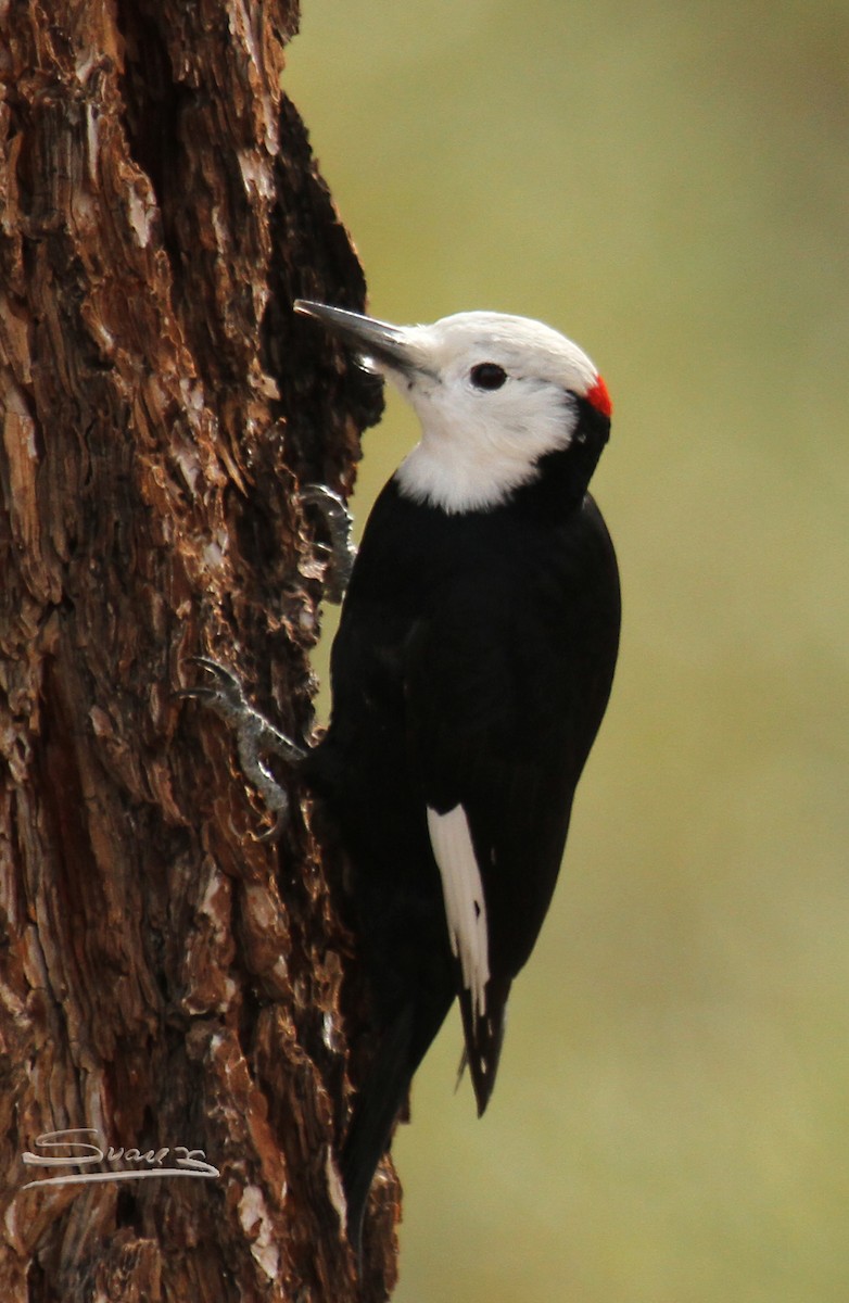 White-headed Woodpecker - Karen Suarez