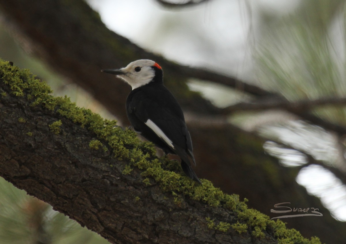White-headed Woodpecker - ML130818701