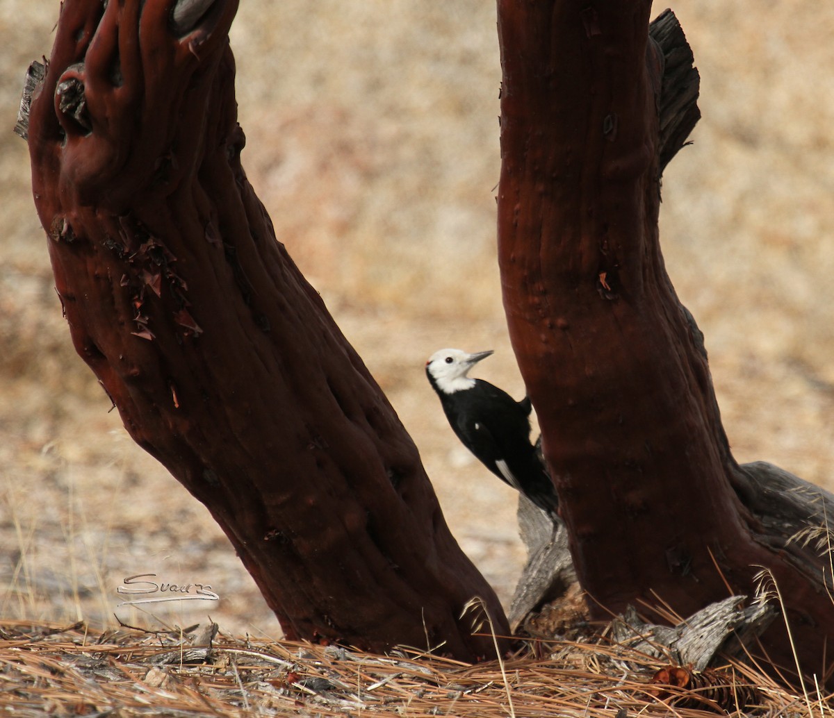 White-headed Woodpecker - ML130818711