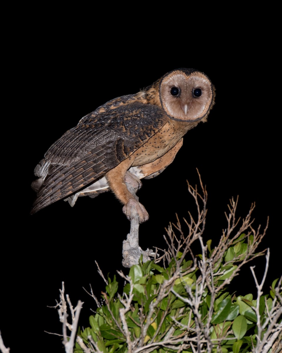Australian Masked-Owl - ML130819201