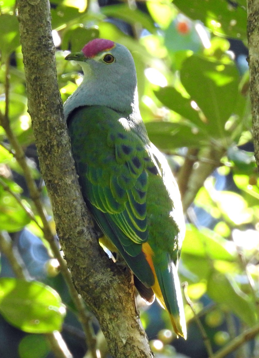 Rose-crowned Fruit-Dove - ML130819951