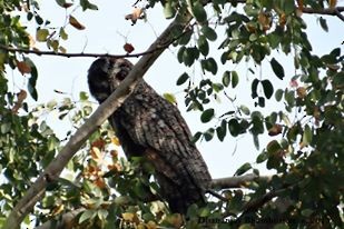 Mottled Wood-Owl - Dhananjay Bhamburkar