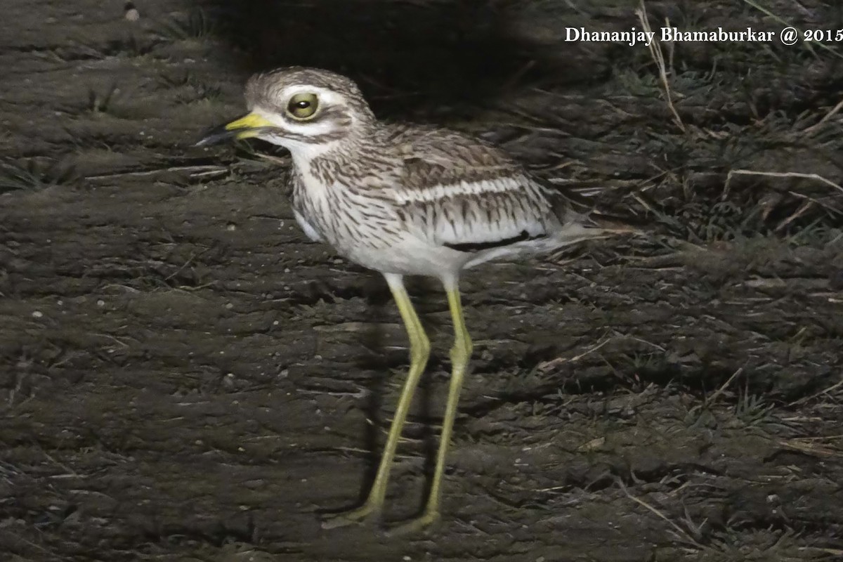 Indian Thick-knee - ML130820721