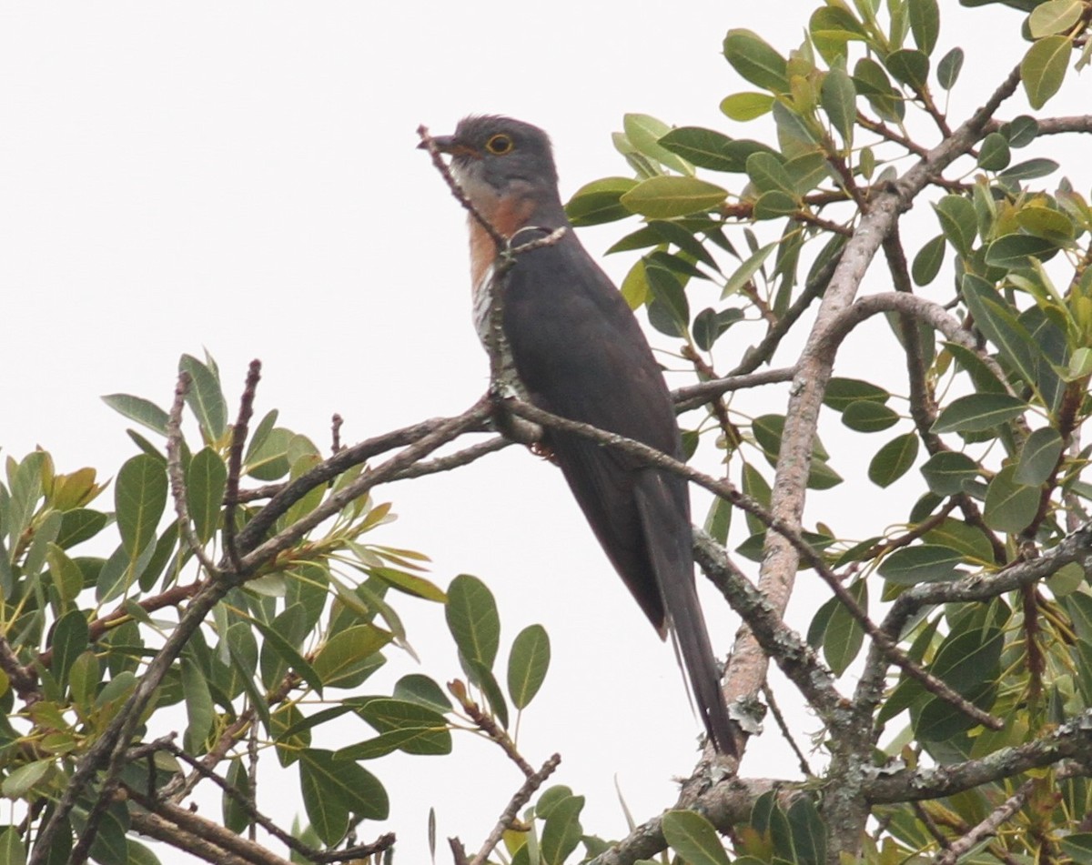 Red-chested Cuckoo - Paul Bourdin
