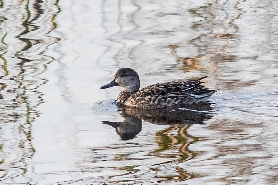 Green-winged Teal - ML130824471