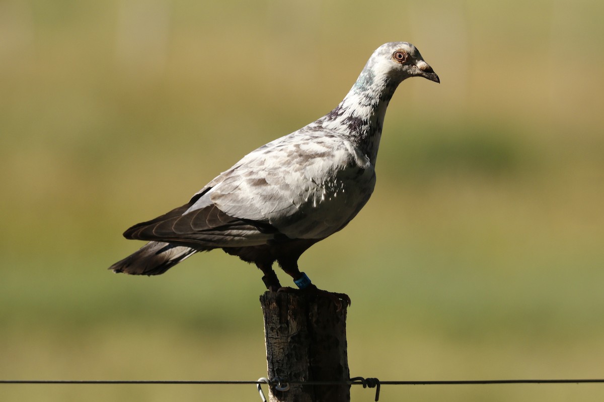Rock Pigeon (Feral Pigeon) - Cecilia de Larminat
