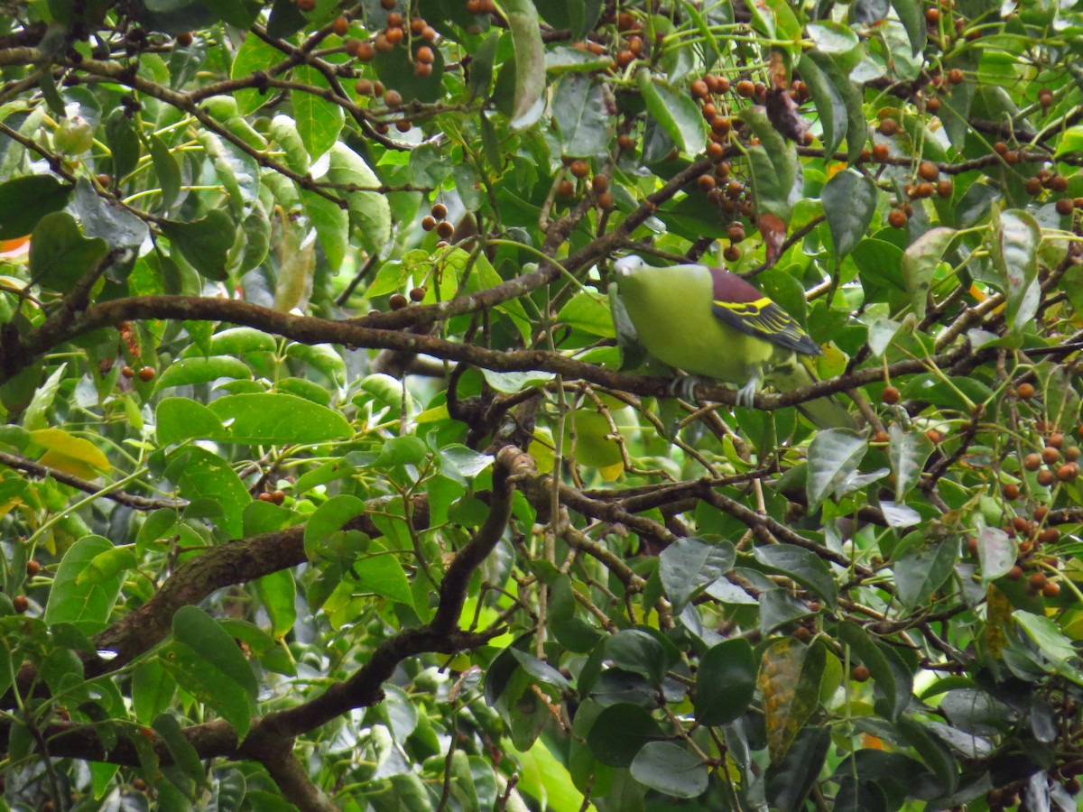 Philippine Green-Pigeon - Juan Mesquida