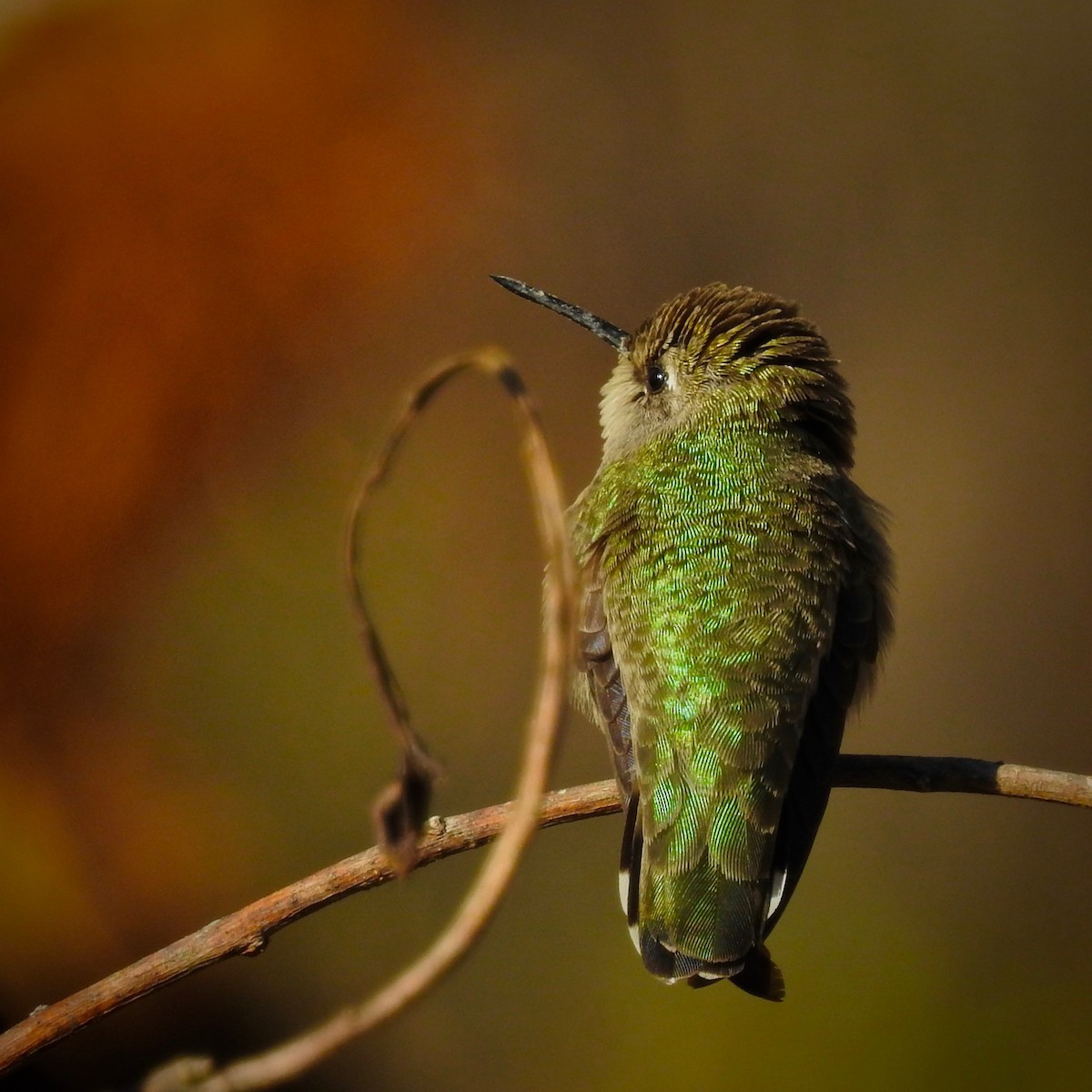 Costa's Hummingbird - ML130829041