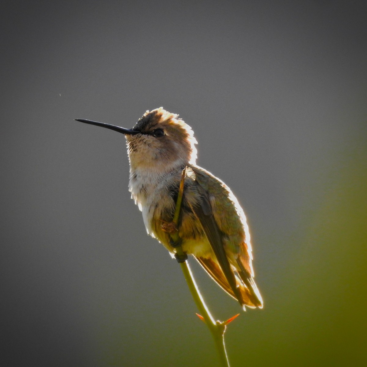 Costa's Hummingbird - ML130829061