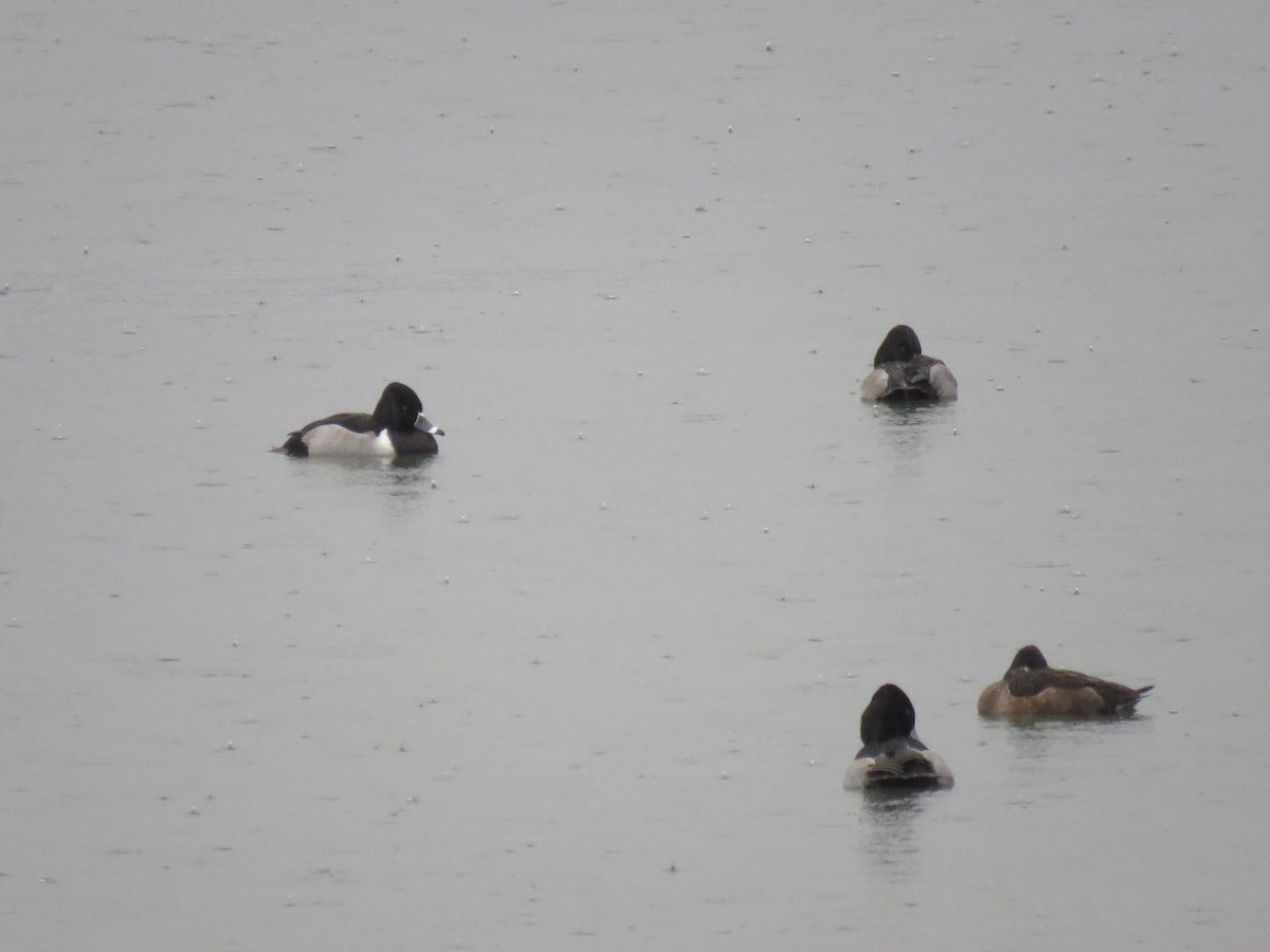 Ring-necked Duck - Alan  Troyer