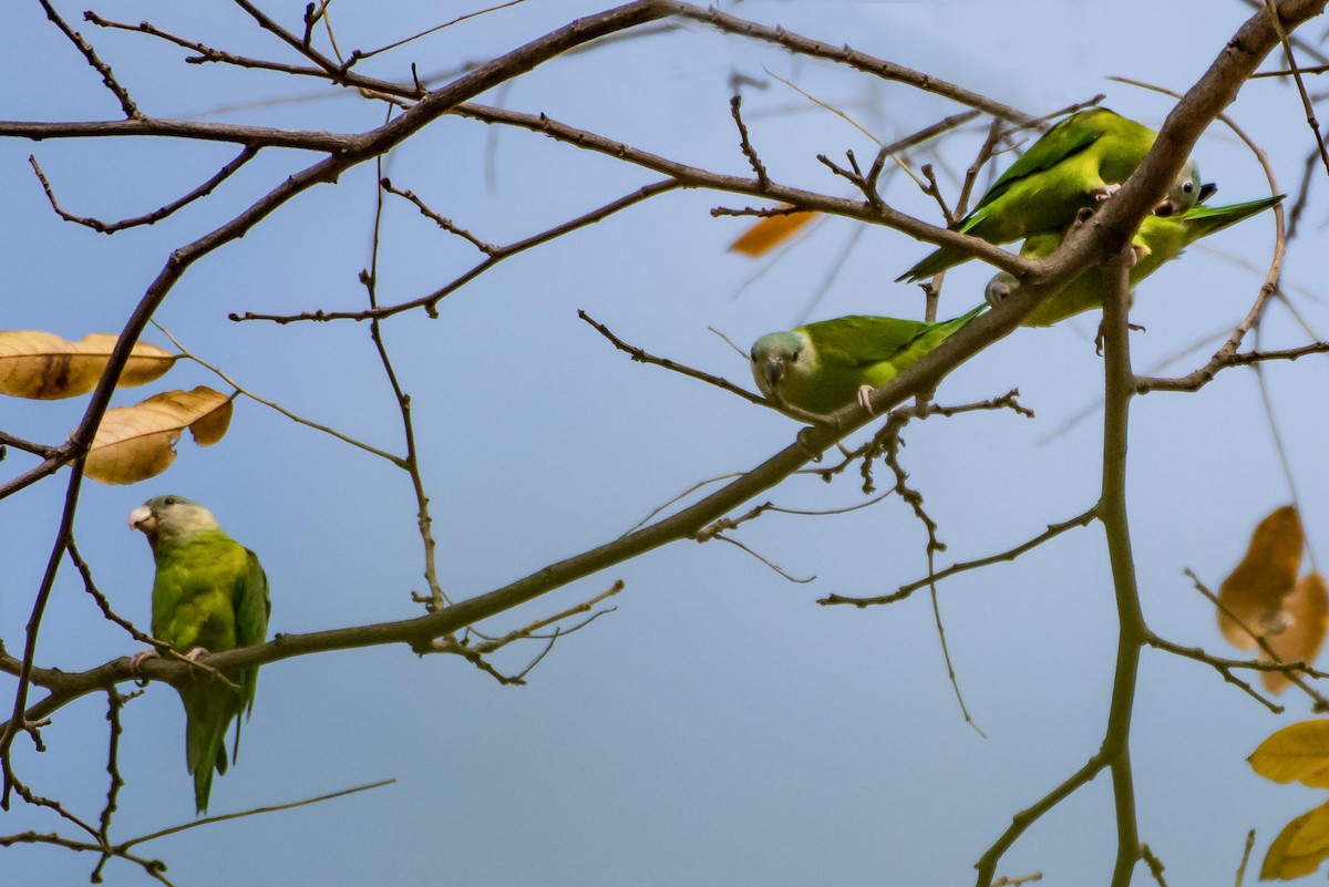Gray-cheeked Parakeet - Ragupathy Kannan