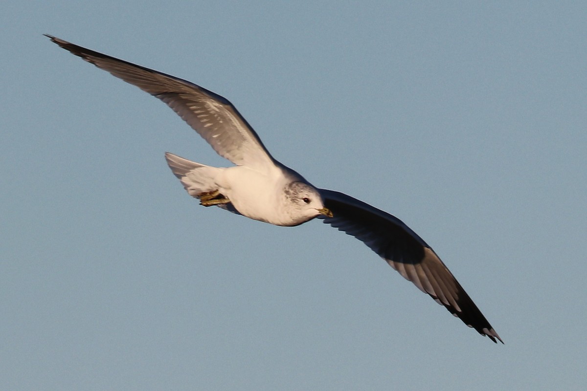 Common Gull (European) - Bruce Kerr