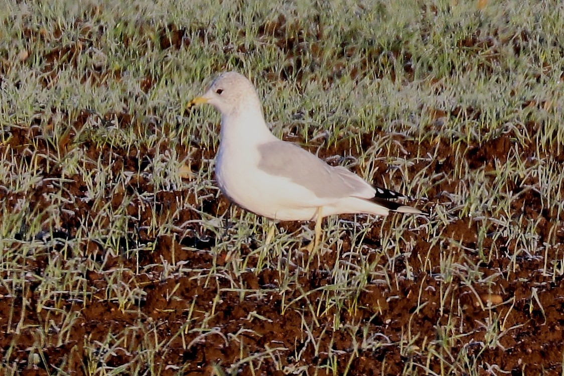 Common Gull (European) - ML130834331